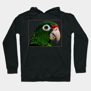 Parrot / Cotorra Hoodie